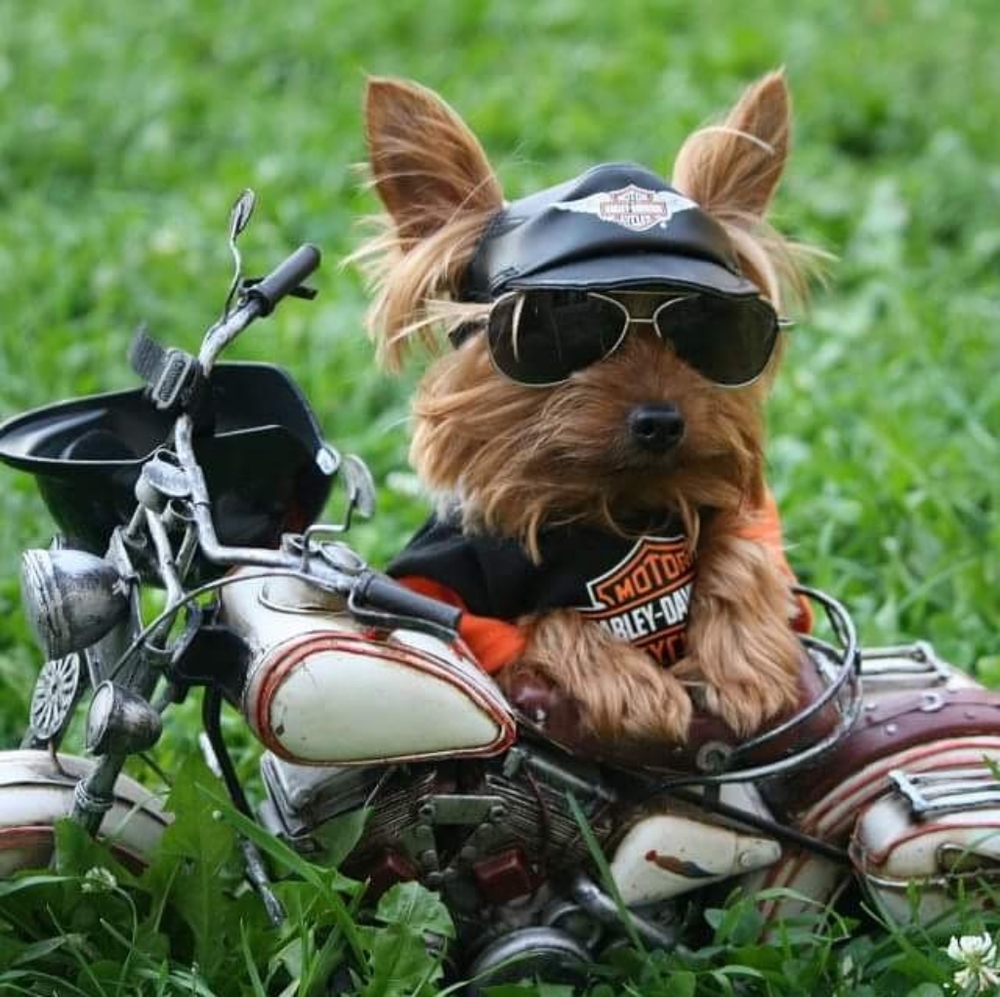 Meet your Posher, Karla